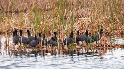 Amerikanische Blässhühner in den Sümpfen von South Carolina © kama71