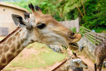 Giraffes in the zoo safari park