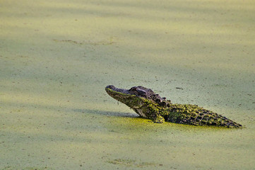 Alligator im Sumpf