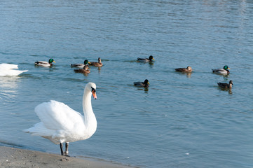 Swan, Flock of beautiful white mute swans swim in the blue water surrounded by ducks selective focus