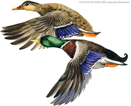 illustration of colored duck