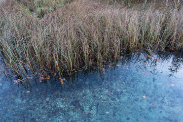 Reeds growing out of the crystal clear waters of lake Jasna
