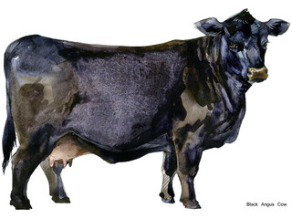 hand-drawn watercolor illustration of Dairy cow