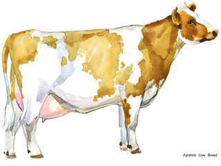 hand-drawn watercolor illustration of Dairy cow
