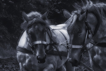 Horses