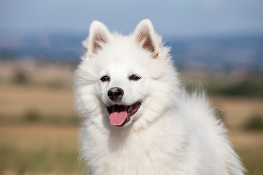 Portrait of nice german spitz