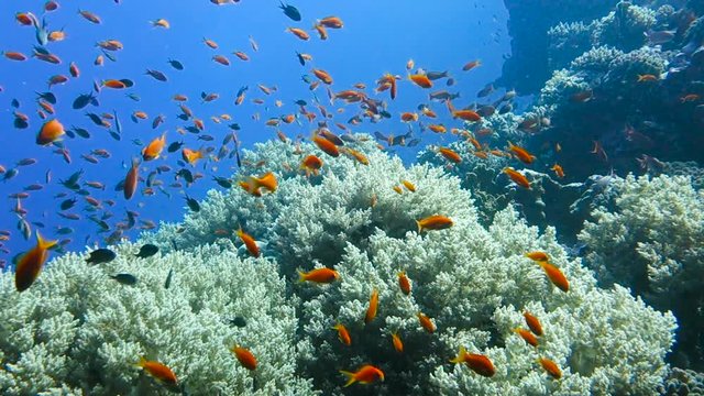 School of tropical fish in a colorful coral reef with water surface in background, Red sea, Egypt. Full HD underwater footage.