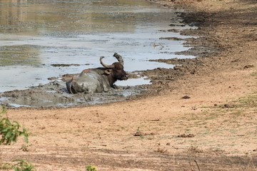 Water buffalo resting in the mud at the pond in Yala National Park in Sri Lanka.