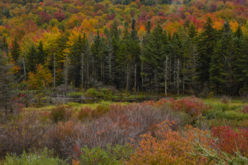 Fototapeta premium Colorful trees