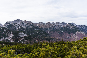Juniper bushes and majestic mountains in the background