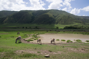 Zebras at a Pool