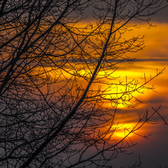 The vivid colors of the sunset seen through the bare branches of the trees