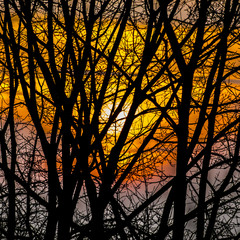 I vividi colori del tramonto visti attraverso i rami spogli degli alberi