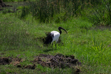 Sacred Ibis