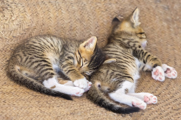 Two cute small kitten sleeping on mat