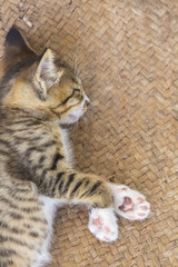 a cute small kitten looking at the camera sitting lying on mat