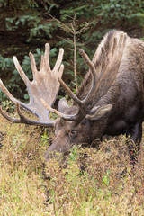 Alaska Yukon Bull Moose in Velvet