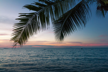 Fototapeta na wymiar Coconut and sea in a twilight atmosphere.