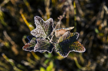 Wood that has sprung up on the lawn. Fight the plant for survival. The leaves, which aim at the sky. The rough surface of the leaves indicates cruelty.. Life is in the sunlight which it absorbs.