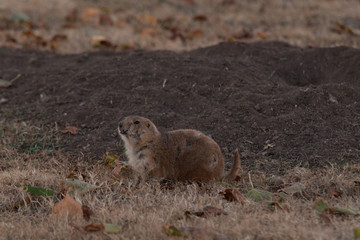 Injured Prairie Dog outside burrow