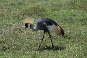 Grey Crowned Crane