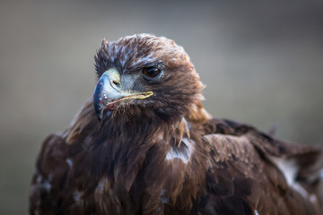 Fototapeta premium Golden Eagle closeup, Mongolia.