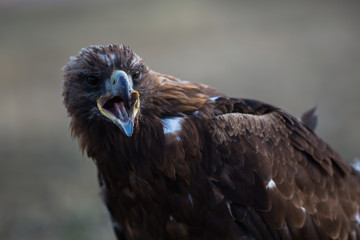 Golden Eagle closeup, Mongolia.