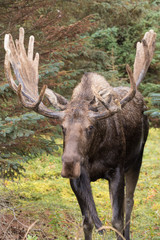 Alaska Yukon Bull Moose in Velvet