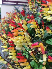 Blumen
