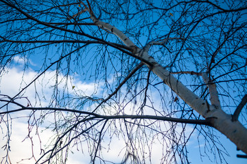 Looking up at the blue sky with cloud through the trees branches.