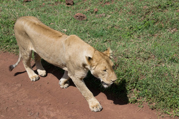 Lioness Strolling