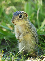 Naklejka na ściany i meble Closeup of a Thirteen-Lined Ground Squirrel Standing