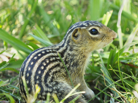 Extreme Closeup of a Thirteen-Lined Ground Squirrel in the Grass