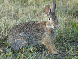 Closeup of a Eastern Cottontail Rabbit