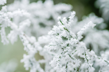 Close up of green cedar branches with fresh snow resting on top