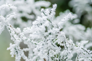 Close up of green cedar branches with fresh snow resting on top
