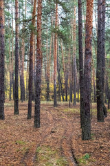 The road in the pine forest in the autumn.