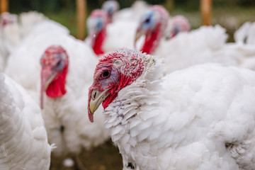 Breeding turkeys on a farm.