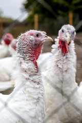 Turkeys from behind a metal fence on the farm