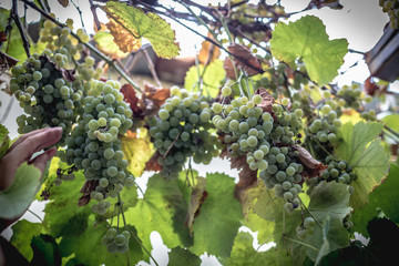 Grapes hanging on a bush.