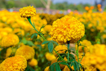 Marigolds (Tagetes erecta, Mexican marigold, Aztec marigold, African marigold)