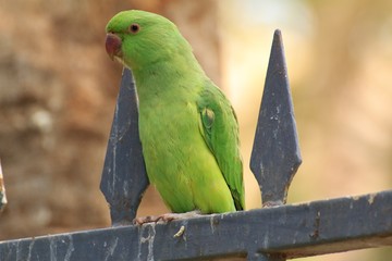 Green parrot in Fuerteventura, Canary Islands