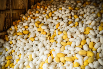 Silk production process, Silkworm from egg to worm