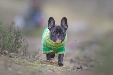 French bulldog puppy running towards the camera in a forest with his careholder in the background