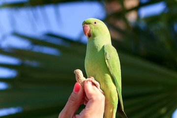 Green parrot in Fuerteventura, Canary Islands