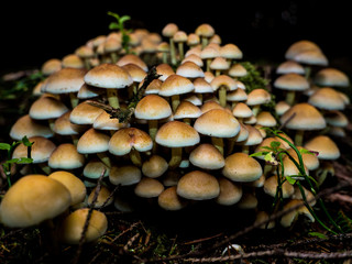 Fototapeta premium Magic Mushrooms