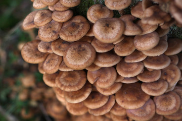 Edible mushrooms Agaric honey fungus or Armillaria mellea, cluster caps, macro, selective focus.