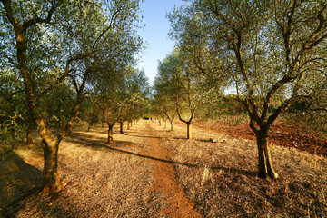 Olives in the light of dusk in salento - Italy © CosimoGiovanni