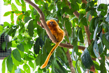 Golden lion tamarin monkey on a tree in Maryland National Aquarium © beketoff