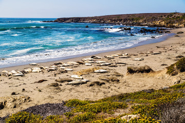 Elephant seals during mating season near San Simeon, California, USA